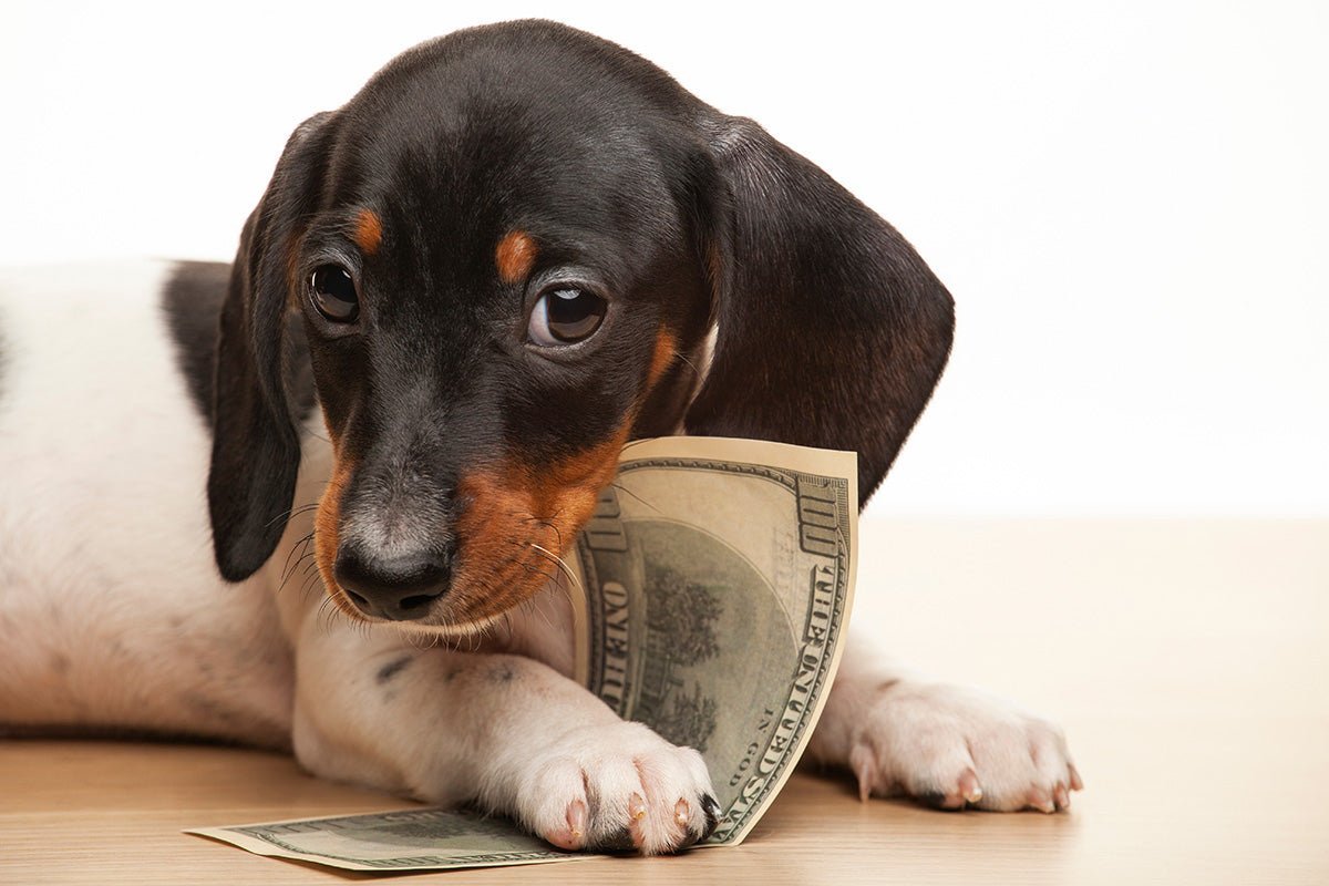 dog with money