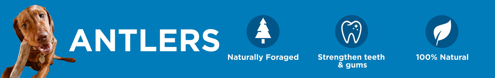 Elk Antlers and Horns for Dogs