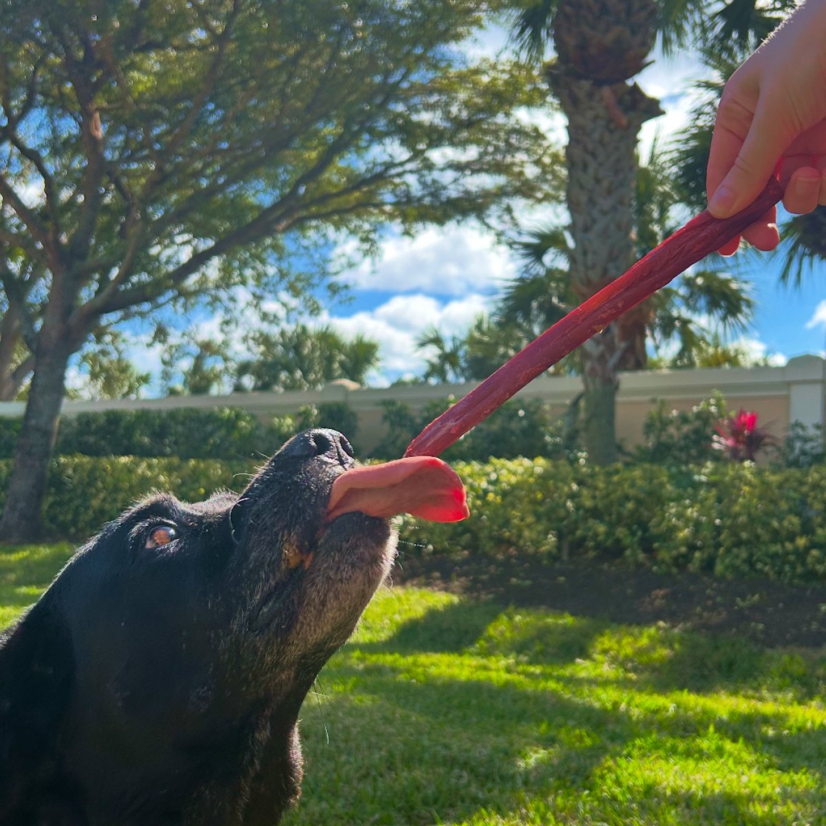 Dog with 10-12 Inch Hickory Smoked Bully and Collagen Sticks