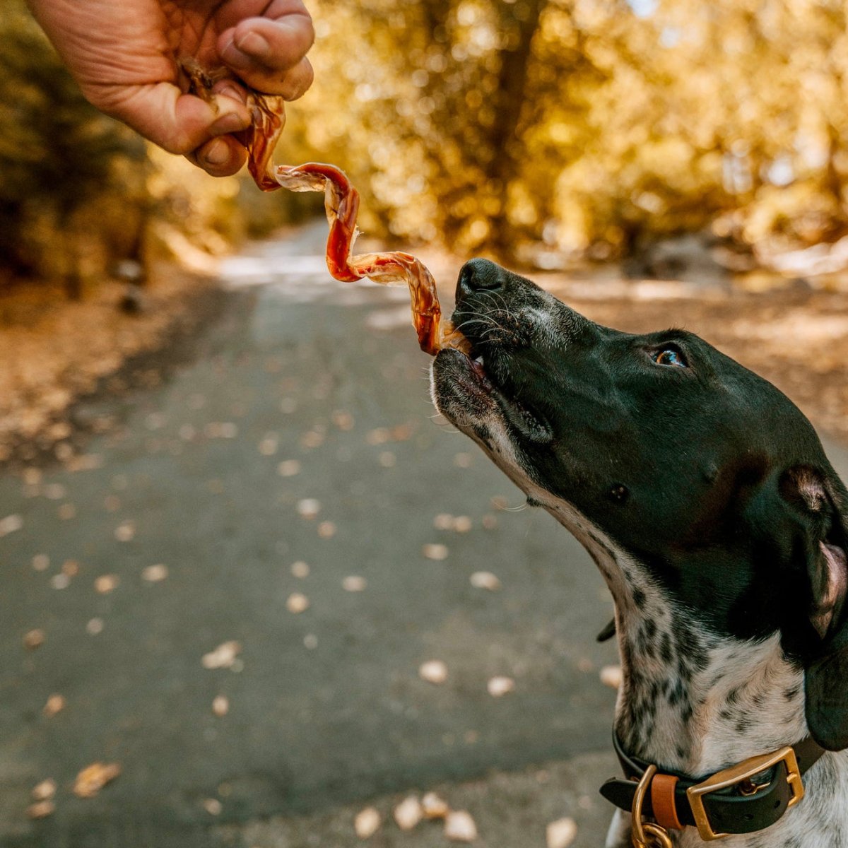 A person holds a Best Bully Sticks 10-Inch Curly Bully Stick above a black and white dog, who reaches up to sniff this natural chew on a paved path surrounded by autumn leaves.