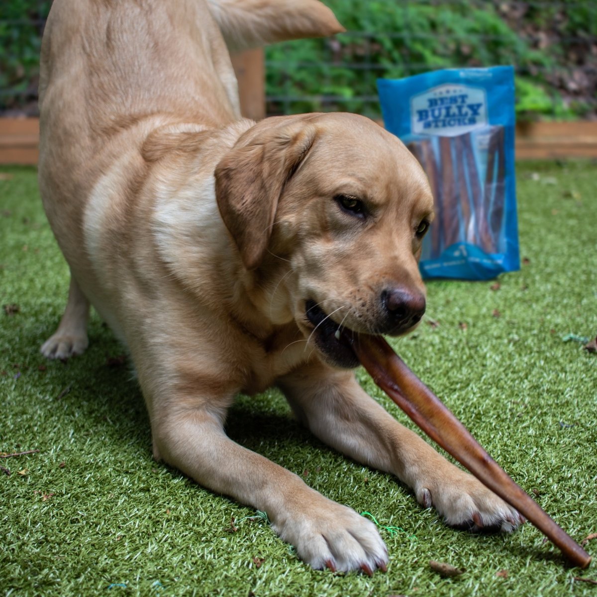 dog with 12&quot; jumbo best bully stick