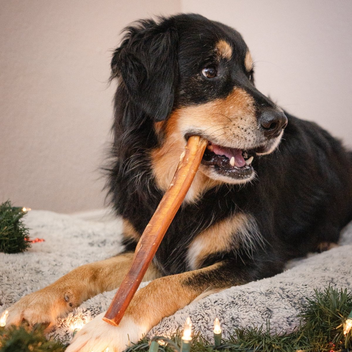 Dog chewing on a bully stick with Christmas decorations in the background