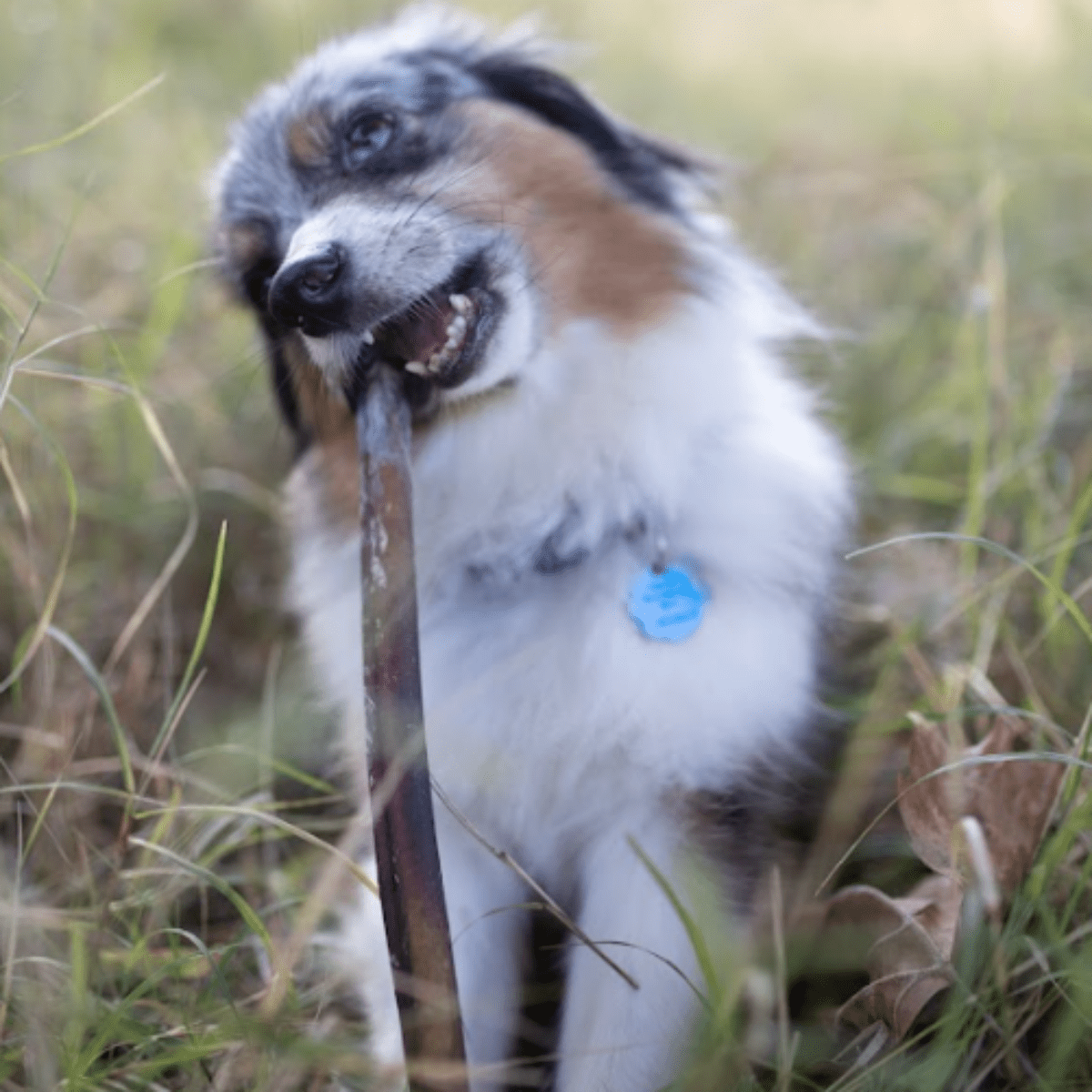 dog chewing 12&quot; thick best bully stick