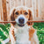 A group of Best Bully Sticks' 12-Inch Thick Odor-Free Bully Sticks on a white background.