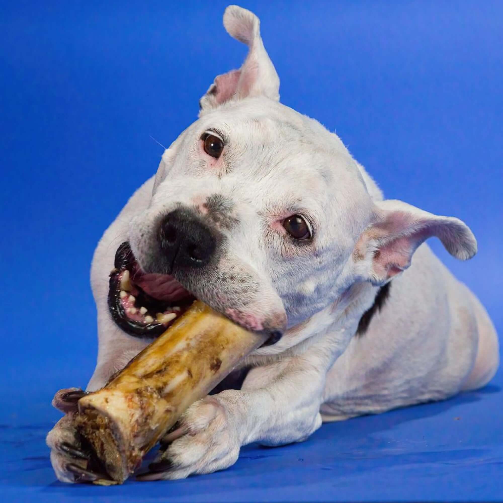 A white dog laying on a blue background with a Large Marrow Bone from Best Bully Sticks in its mouth.