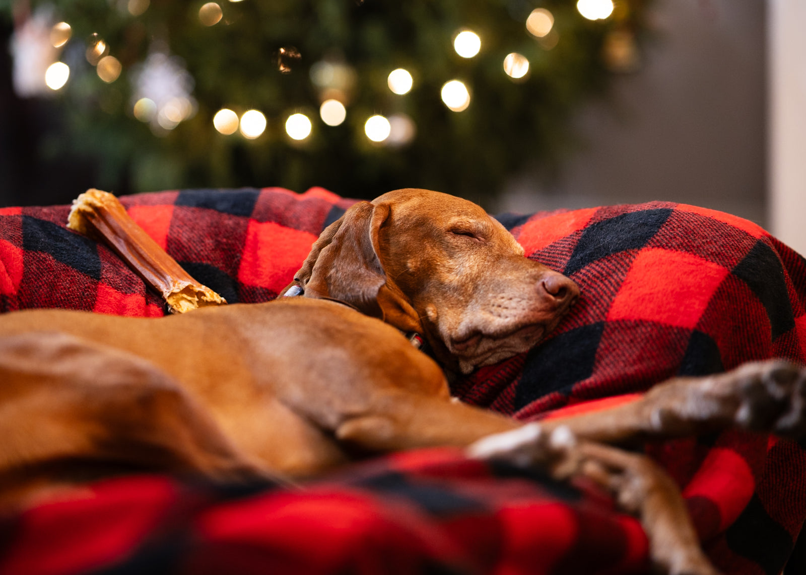 Dog sleeping on a red and black checkered blanket with a blurred Christmas tree in the background