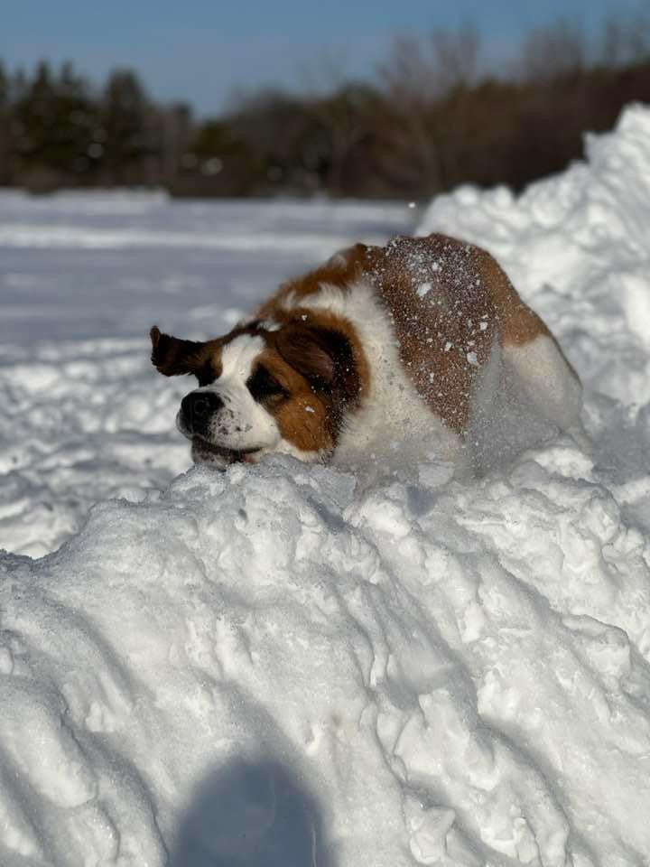 Dog playing in the snow on a cold day