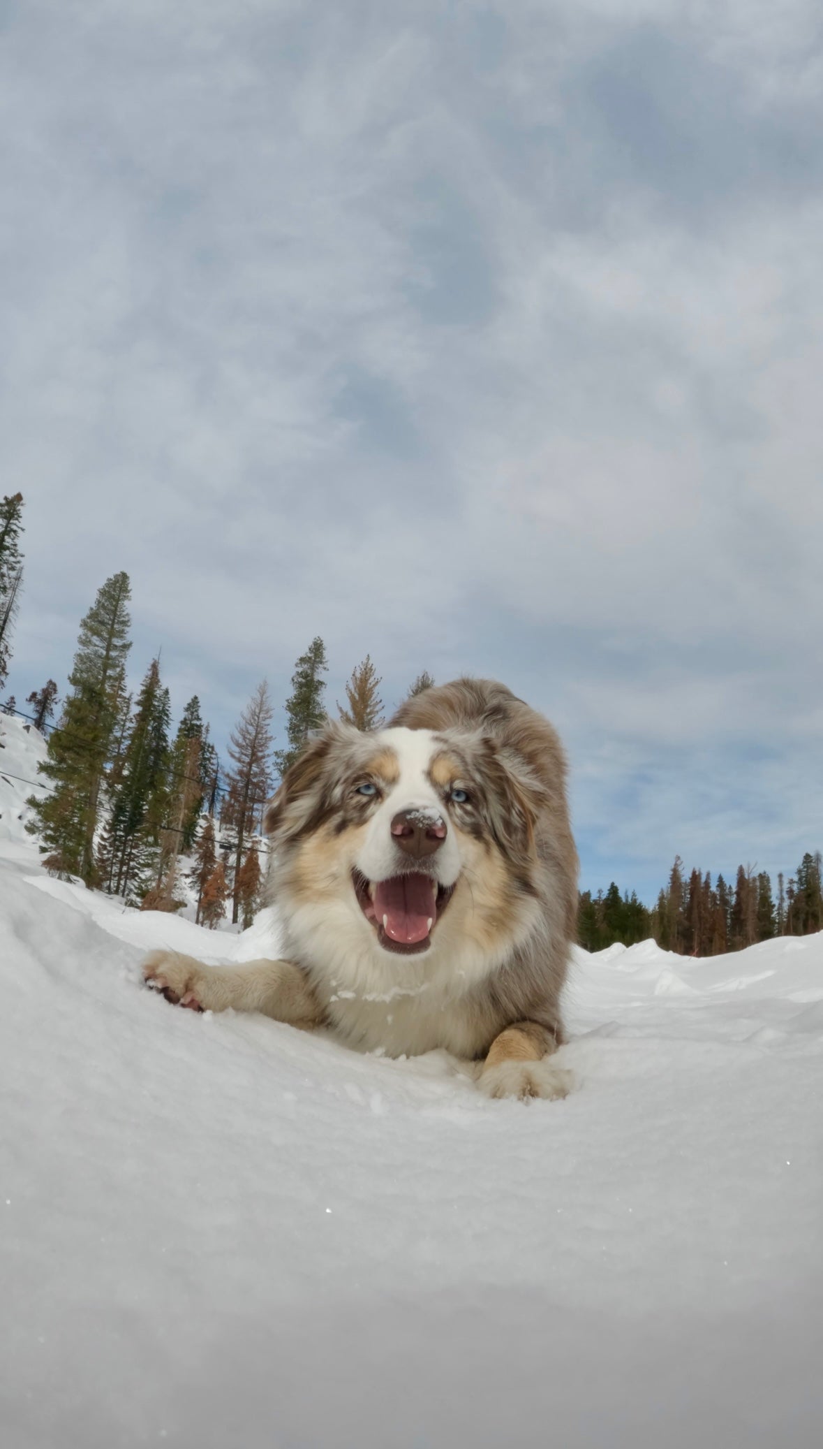Dog lying in the snow with a snowy landscape and trees in the background
