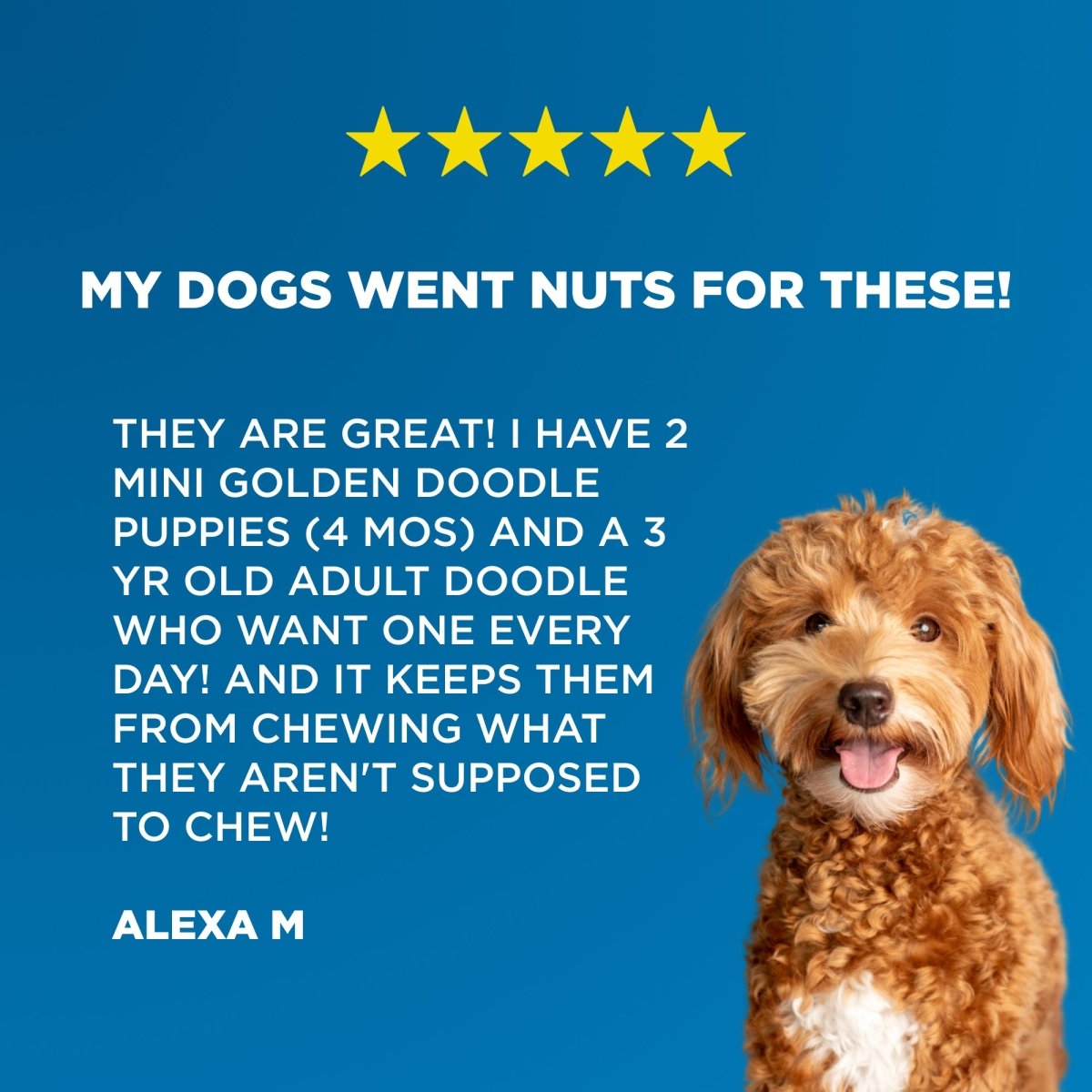 A dog with a blue background enjoying Best Bully Sticks, as my small to medium-sized dogs went nuts for these 4-5&quot; Inch Braided Bully Sticks.