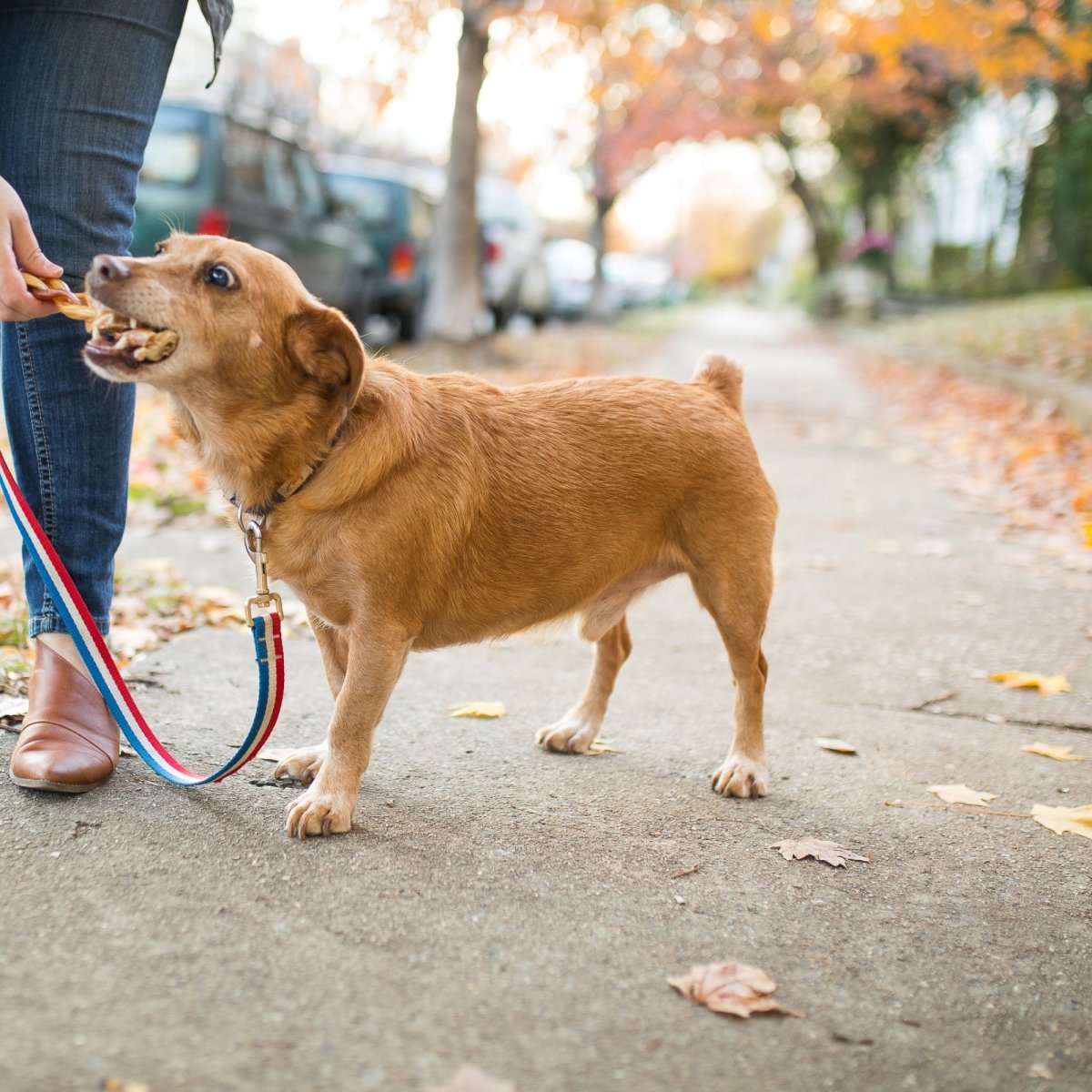 A woman is walking a small to medium-sized dog on a leash while holding a Best Bully Sticks 4-5&quot; Inch Braided Bully Stick.