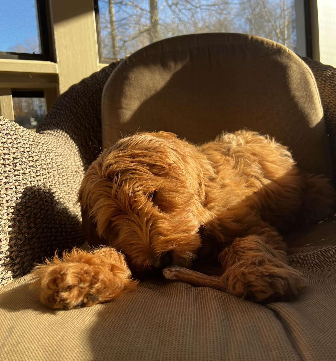 A 4-8 inch, odor-free Best Bully Sticks snack from a small breed dog lays calmly on a wicker chair, basking in warm sunlight.