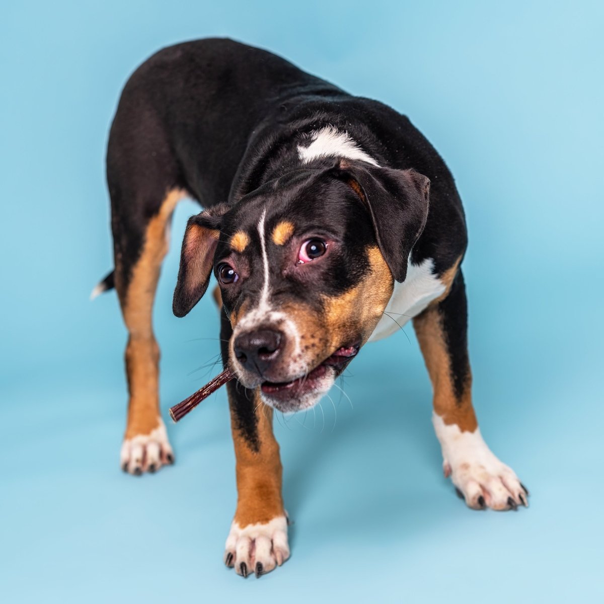 Dog holding a stick on a blue background
