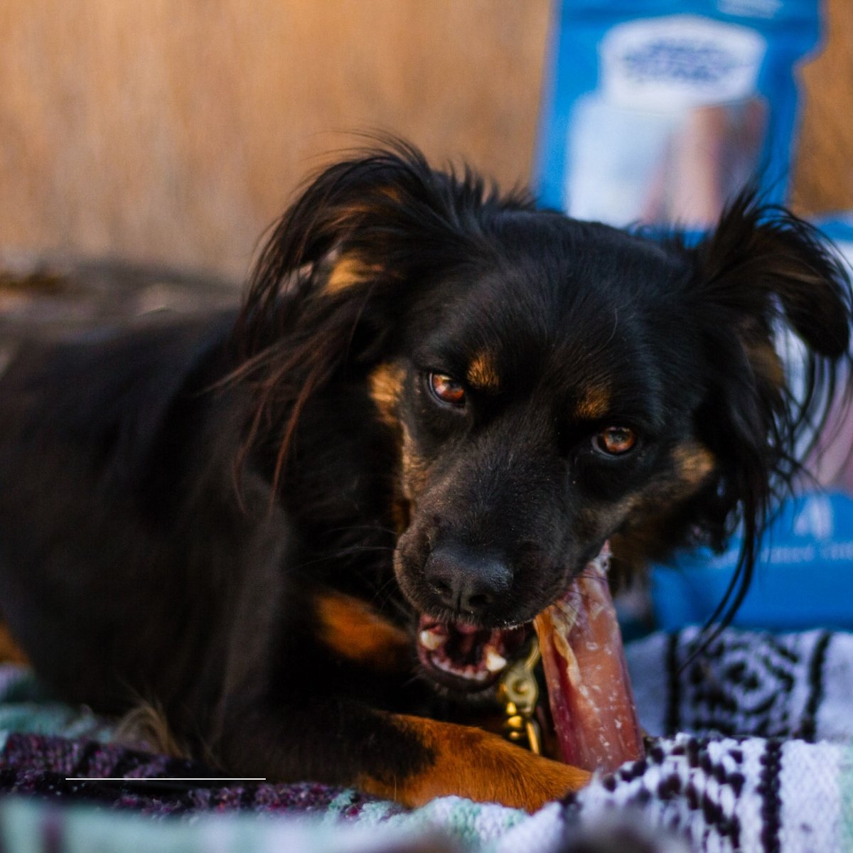 A black and brown dog enjoying a 4-Inch Bully Stick from Best Bully Sticks while lying on a blanket, with a blue box in the blurred background.