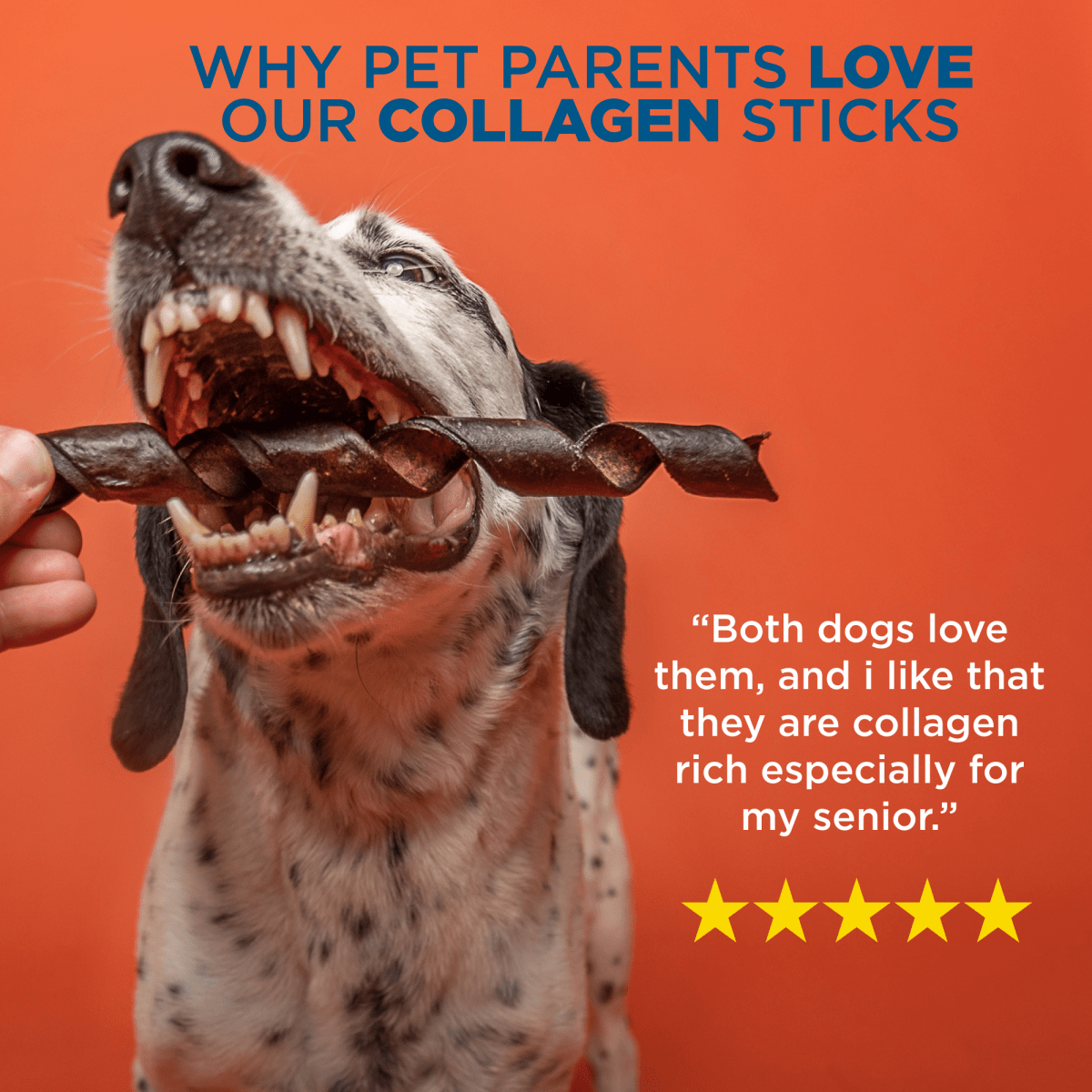 Why pet parents love our Best Bully Sticks 5-Inch Curly Beef Collagen Stick.