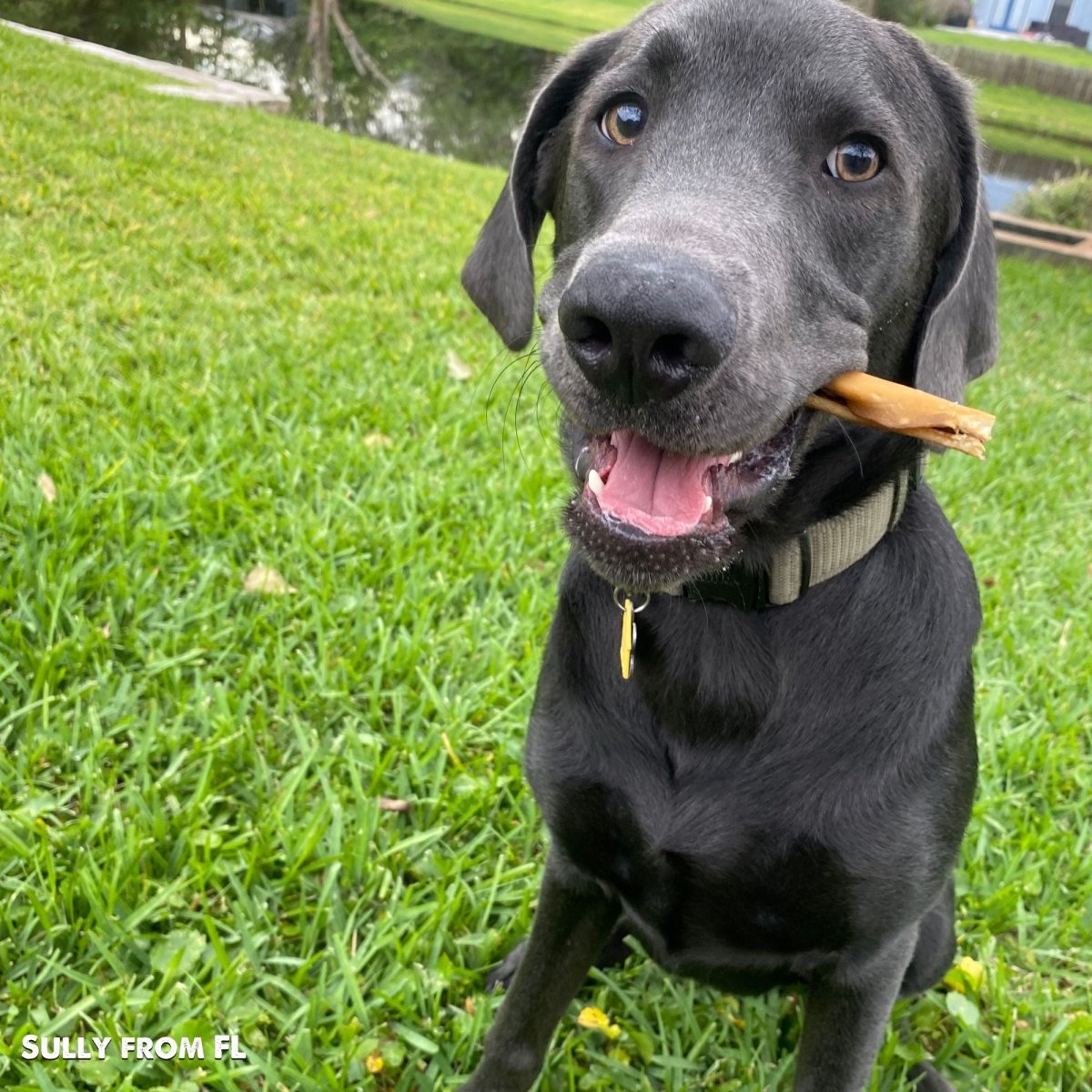 A black labrador dog with a 6-Inch Cheeky Beef Stick from Best Bully Sticks in his mouth.