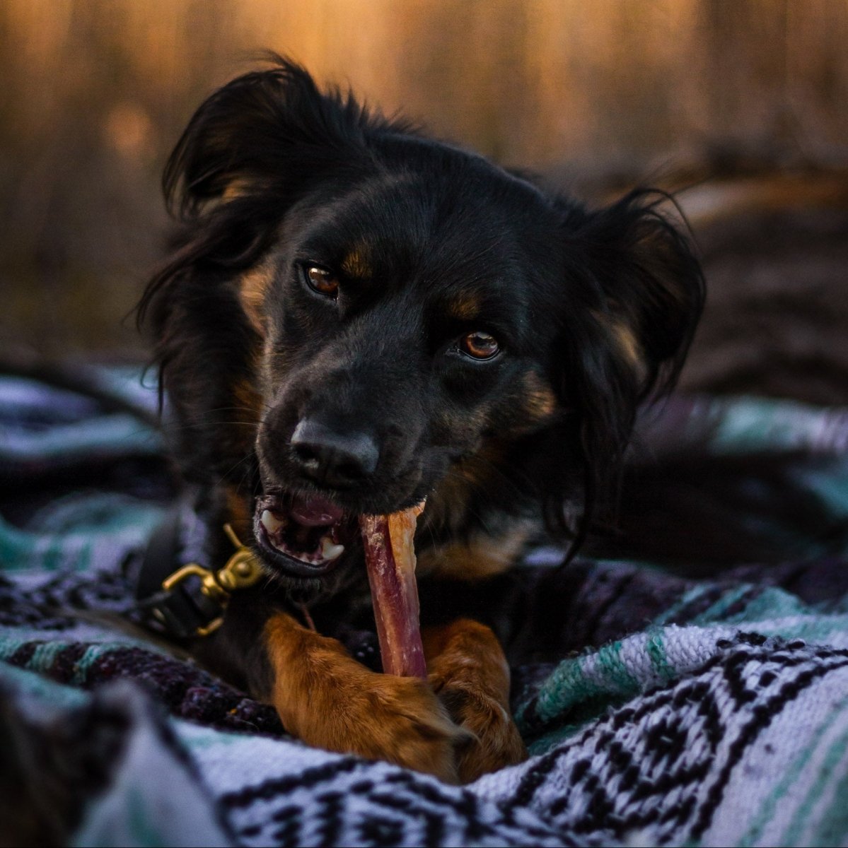 Dog chewing on a bully stick while lying on a blanket with a blurred natural background