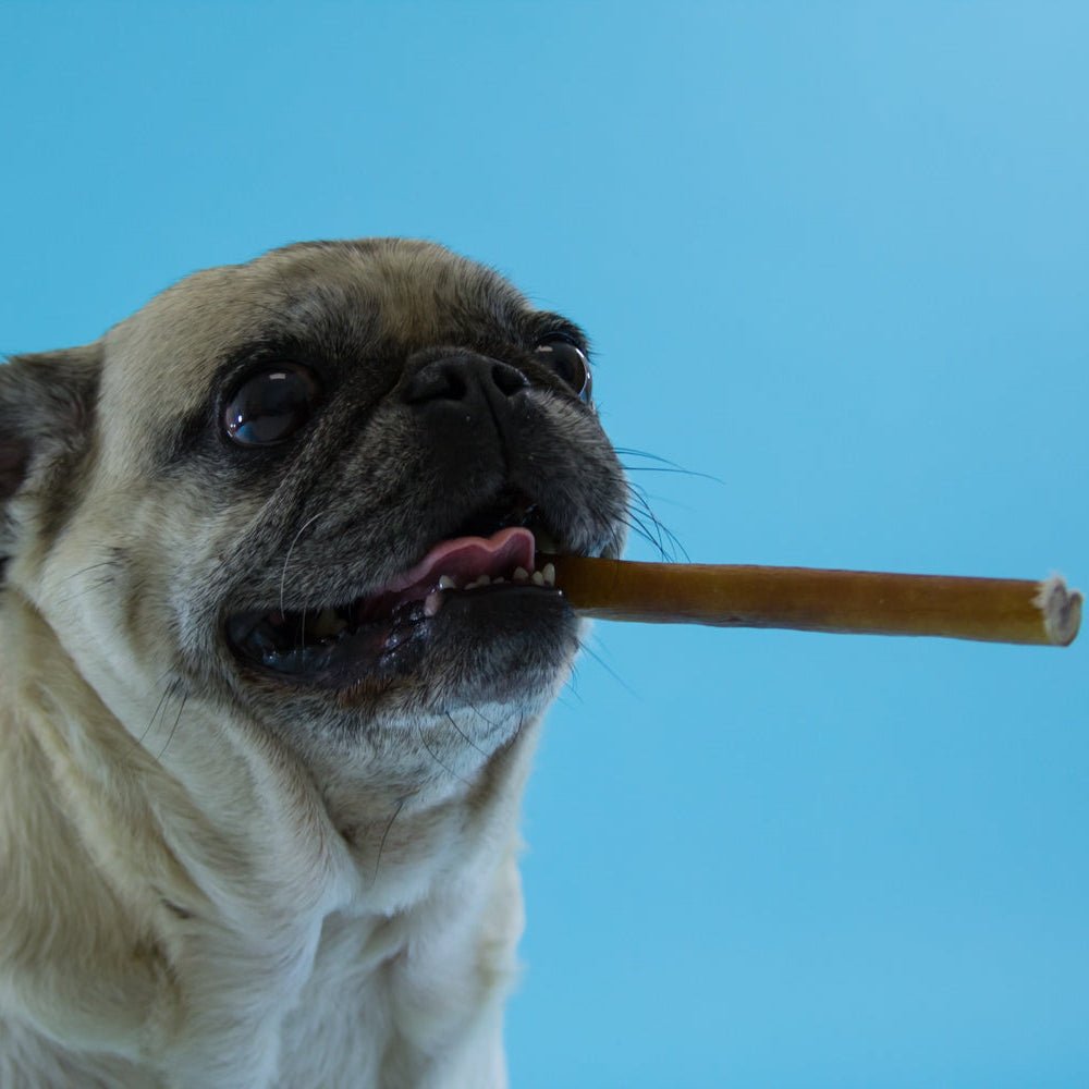 dog with 6&quot; standard bully stick