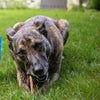 dog with 6&quot; standard usa baked odor free best bully stick