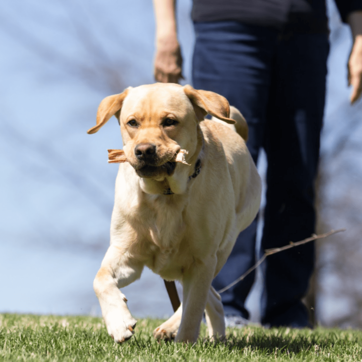 yellow lab chewing a 6&quot; thick best bully stick