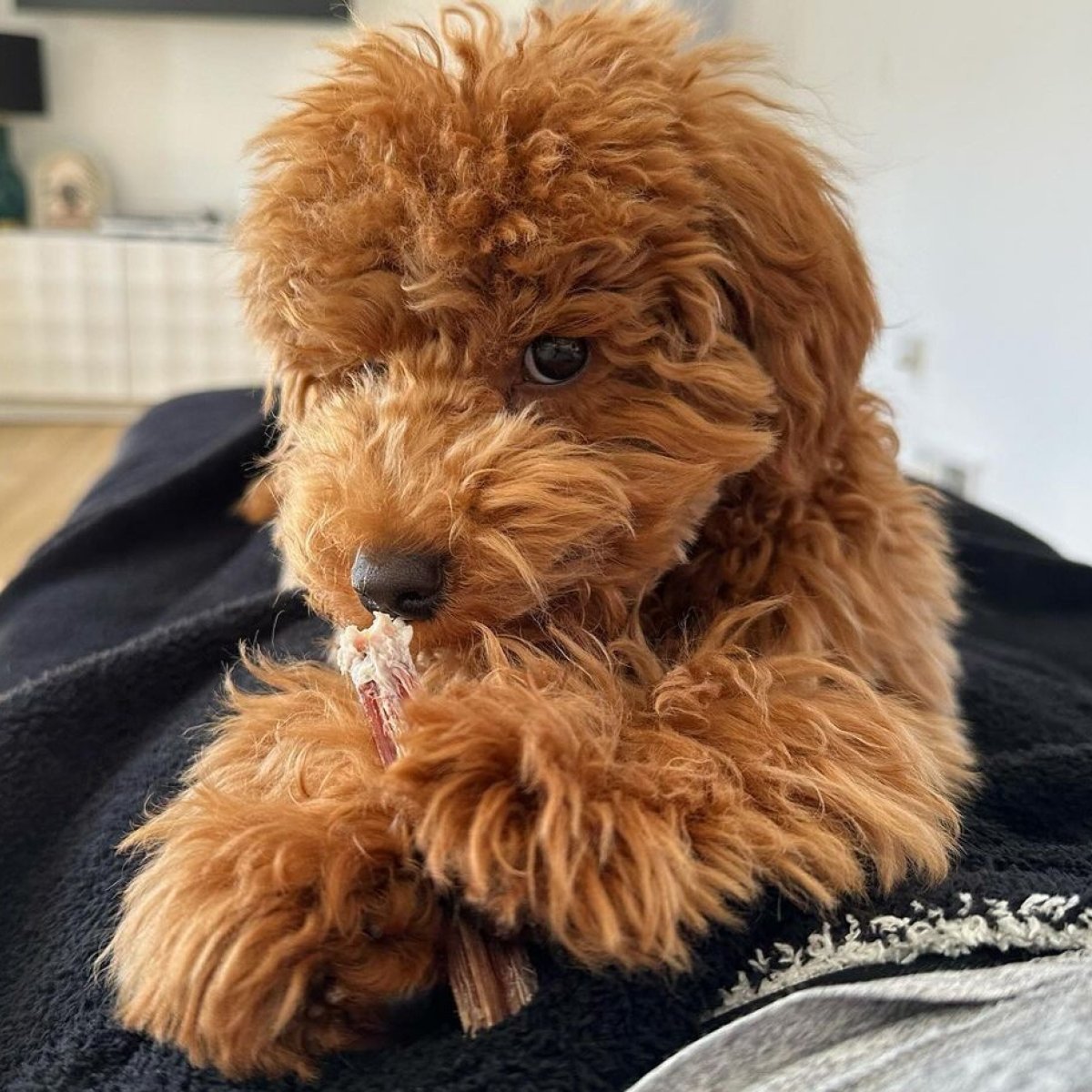 A fluffy brown puppy is happily munching on a Best Bully Sticks 6-Inch Thick Bully Stick while lying on a black blanket indoors.
