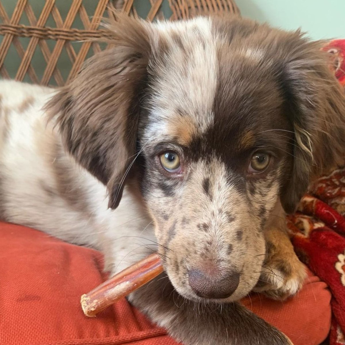 A fluffy, speckled dog with light eyes relaxes on an orange cushion, contentedly chewing a 6-Inch Thick USA-Baked Odor-Free Bully Stick from Best Bully Sticks. An elegant wicker chair stands in the background, adding to the cozy scene.