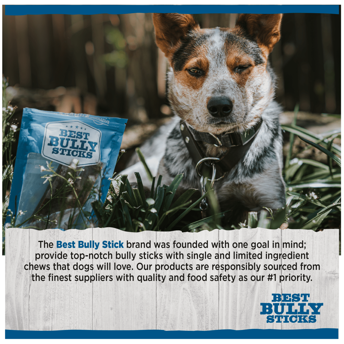 A dog lounges in the grass beside a pack of BB 7&quot; Roll Ups PB 4pk by Best Bully Sticks, savoring their rawhide-free treats. The brand&#39;s dedication to quality and safety is emphasized below, showcasing dental health benefits.