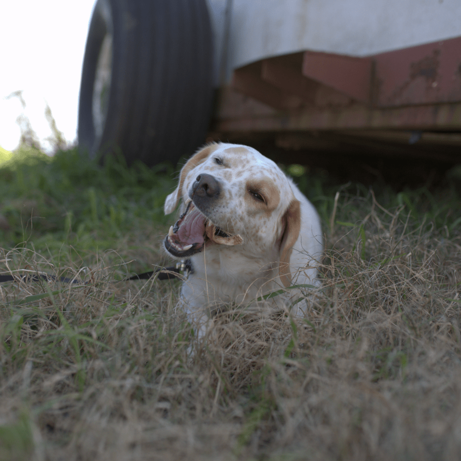 Dog lying on grass with a vehicle in the background