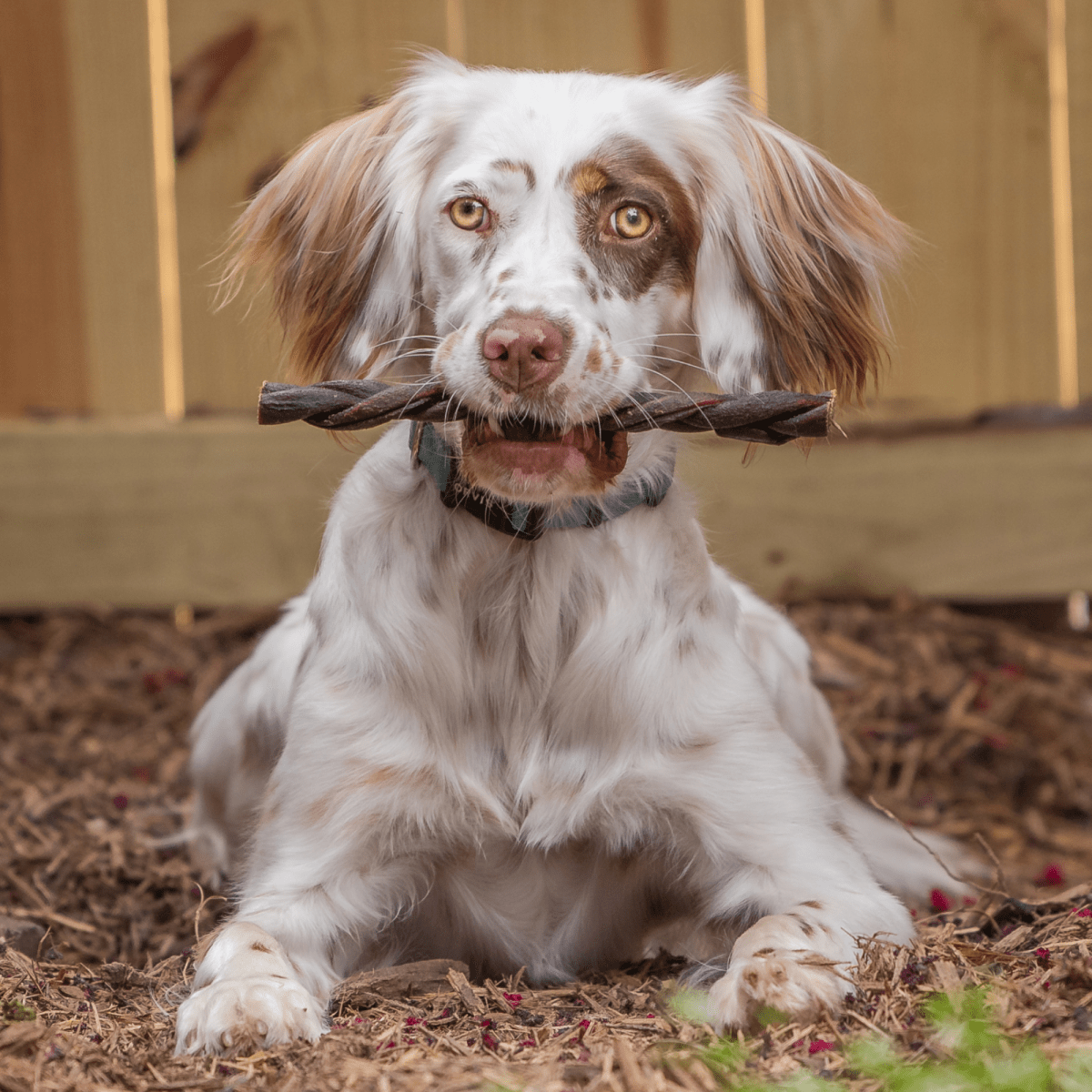 9-Inch Braided Collagen Collagen Stick Best Bully Sticks   