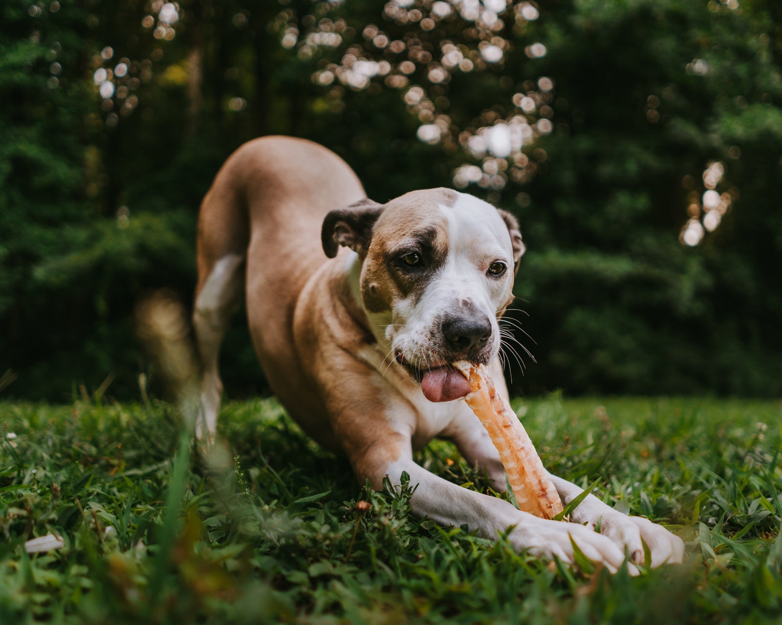 Raw-Hide Free Dog Chews