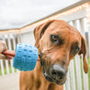A brown dog chewing on a blue Chewzie - Bully Stick Holder Dog Toy by Best Bully Sticks.