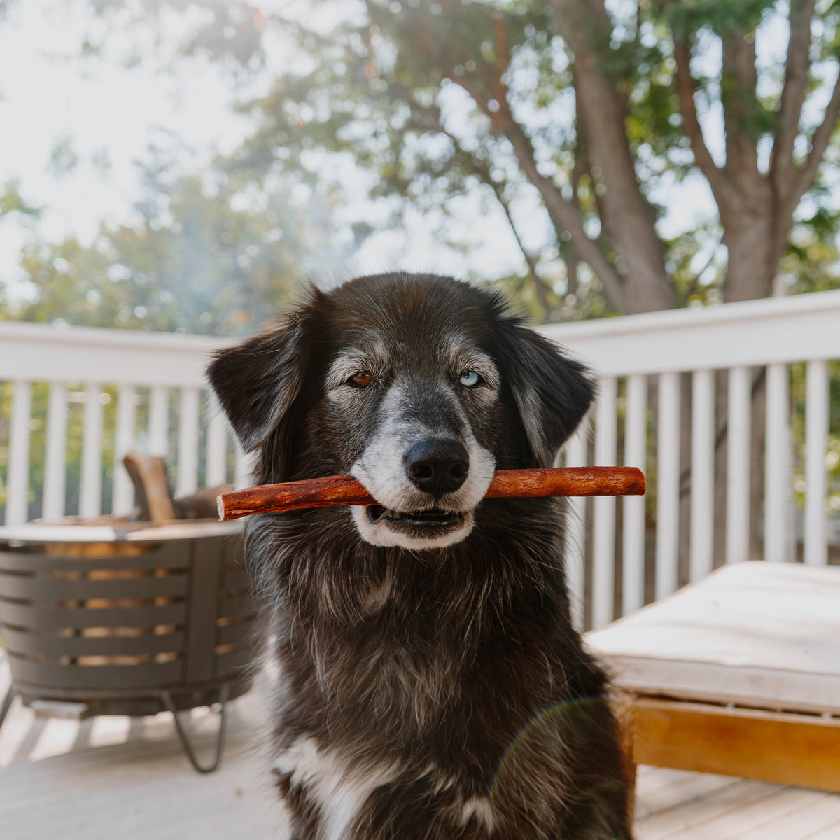 Dog holding a treat in its mouth on a deck with outdoor furniture and greenery.