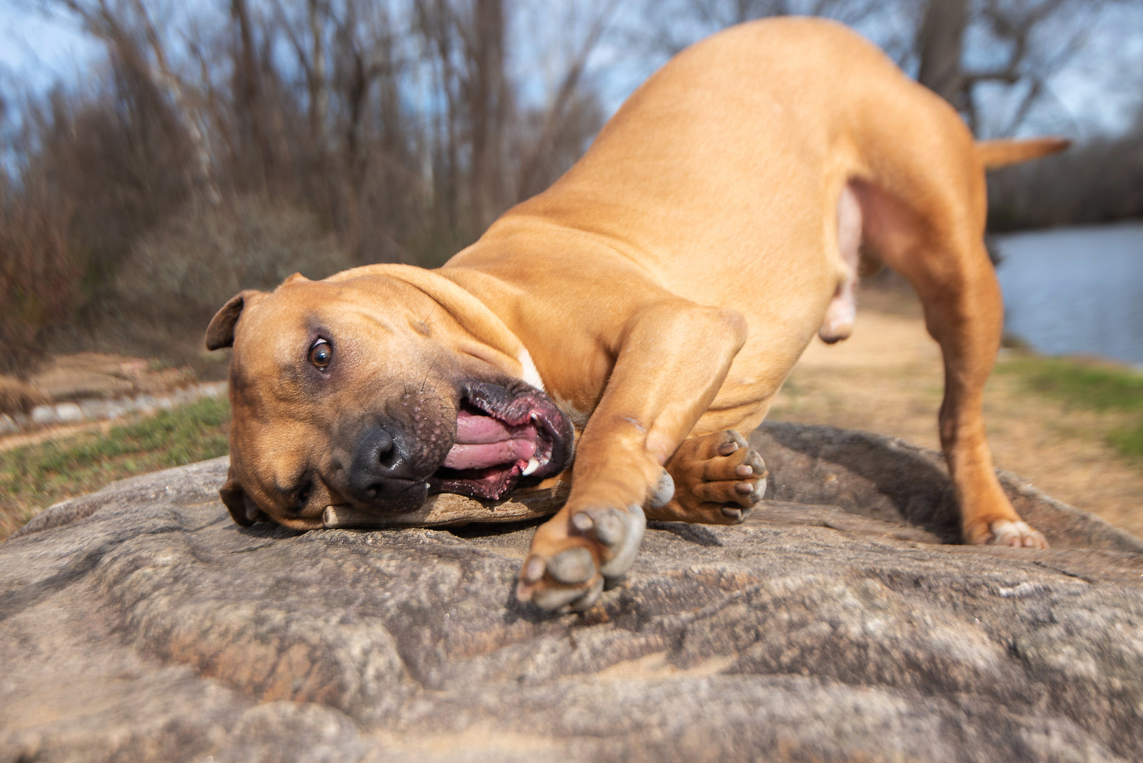 Whole Elk Antlers for Dogs