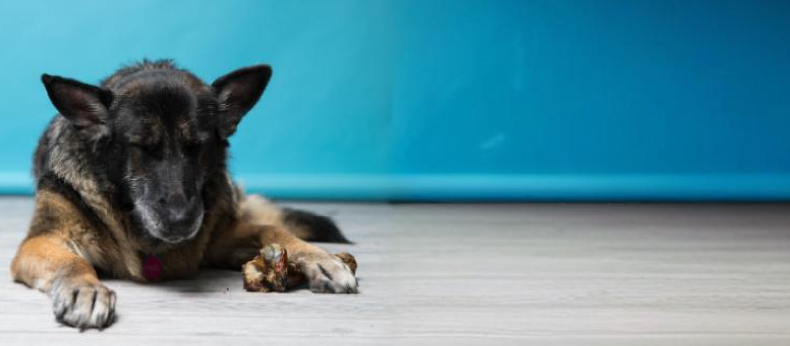 Dental Care Dog Bones