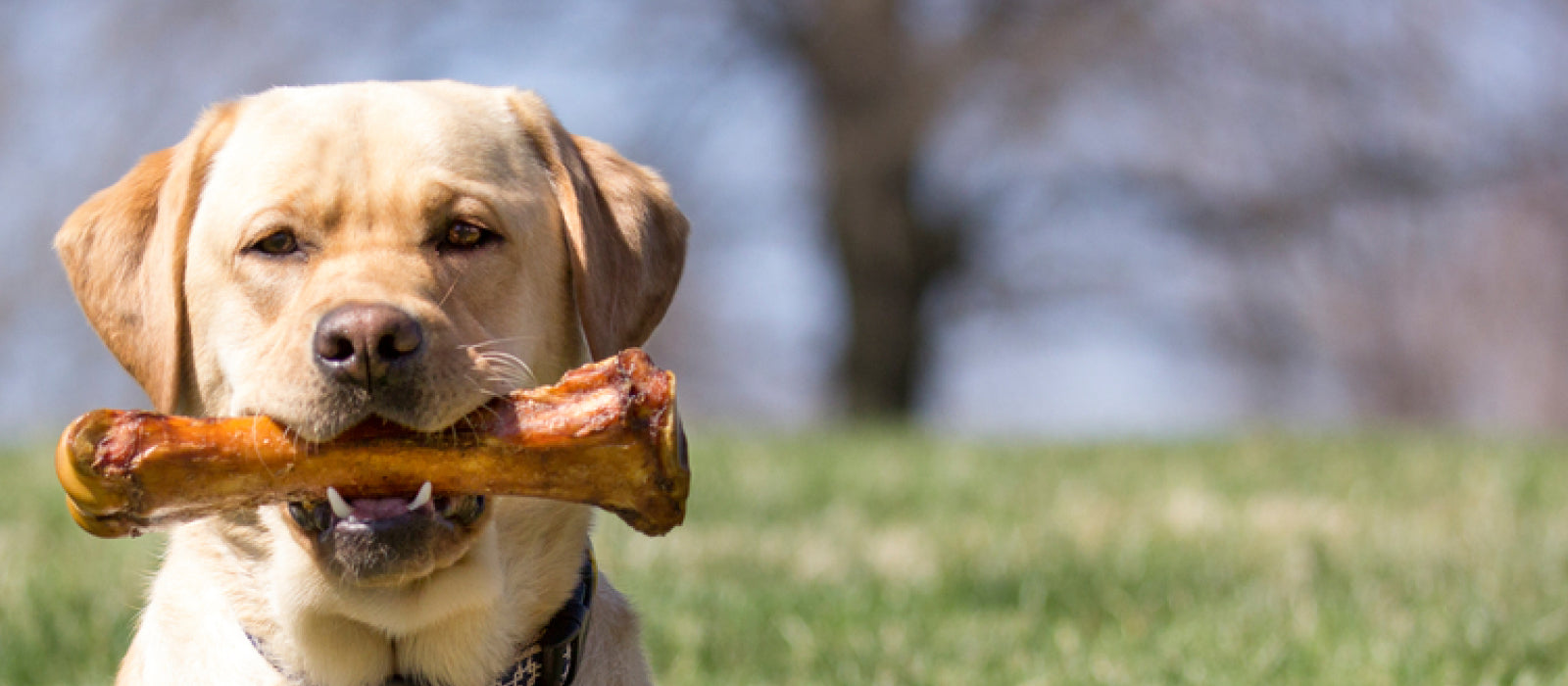 Dog Bones for Digestive Support