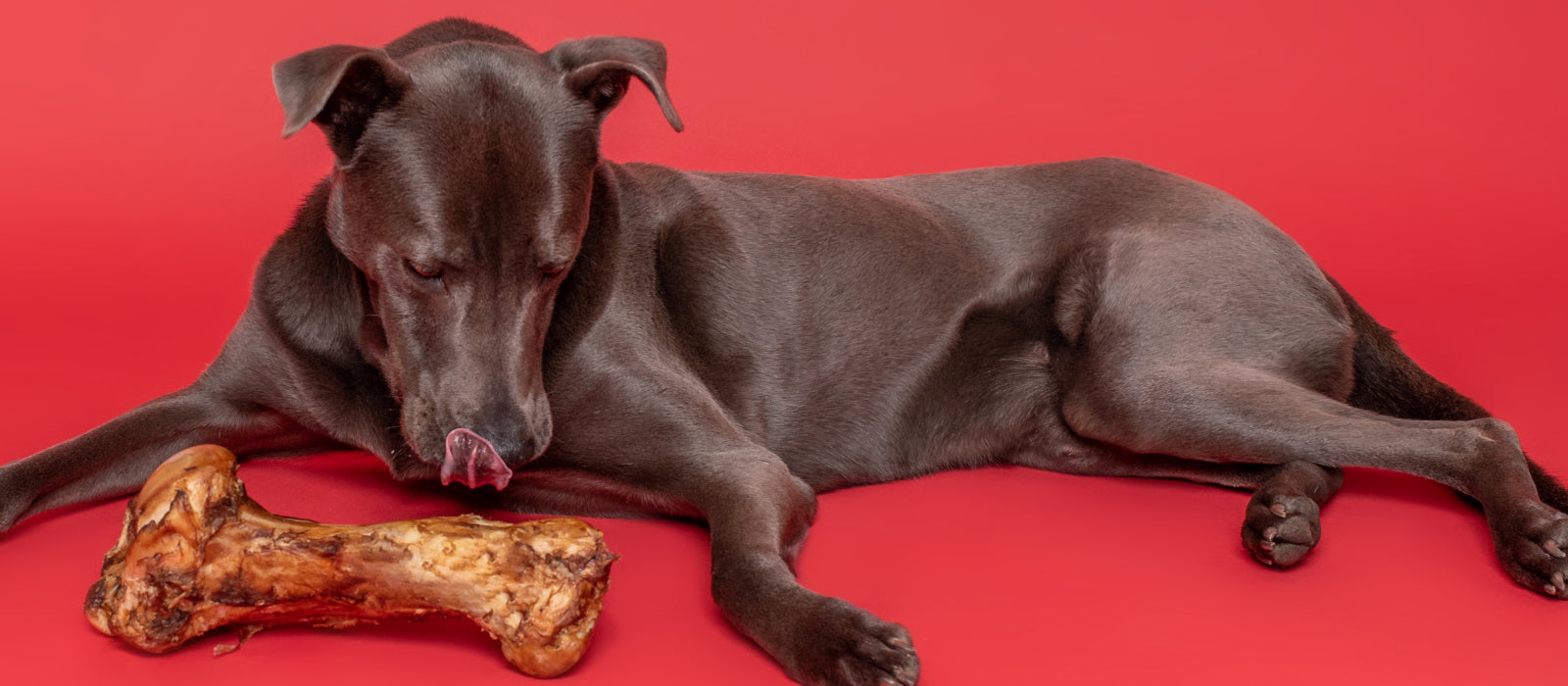Dog Bones for Large Dogs