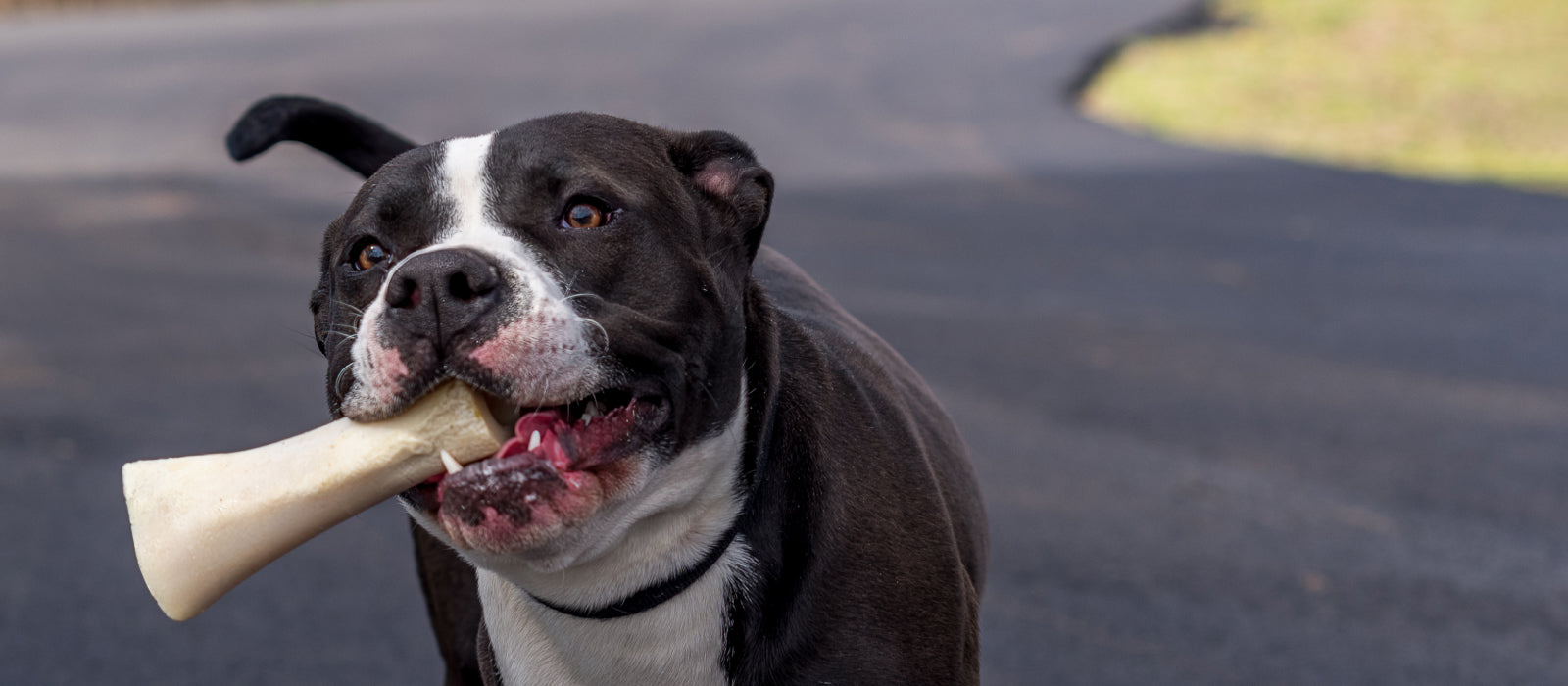 Dog Bones for Medium Dogs