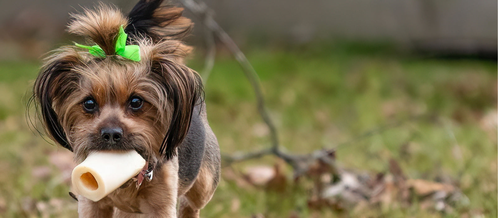Dog Bones for Small Dogs