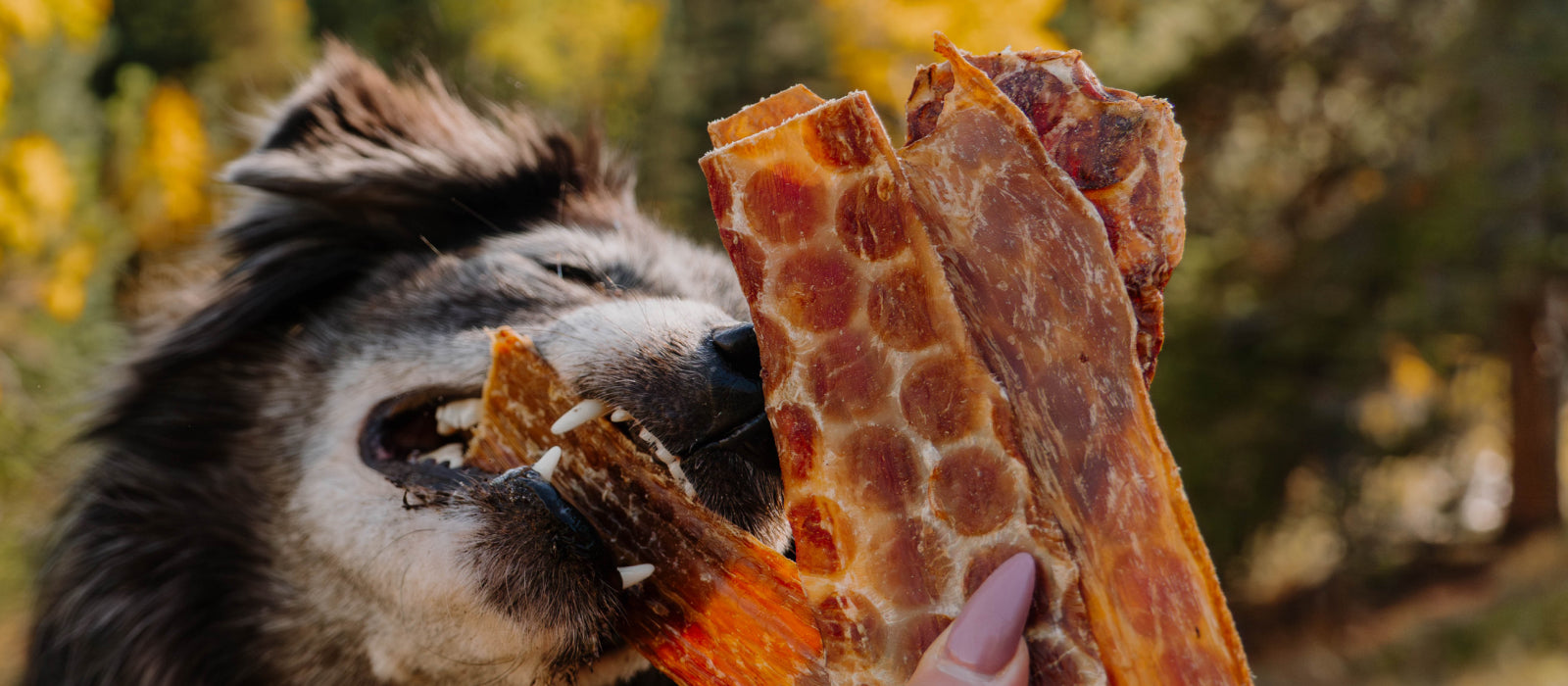 Dog Treats for Joint Health
