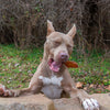 A dog with a Beef Scapula (20 Pack) from Best Bully Sticks in its mouth.