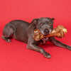 A dog laying on a red background with a Monster Femur Bone from Best Bully Sticks in its mouth.