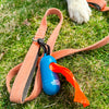 A dog on an orange leash, equipped with a Best Bully Sticks Dog Poop Bag Dispenser with Bags for eco-friendly bags.