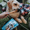 A person feeding a dog a 6-Inch Hickory Smoked Bully Stick from Best Bully Sticks in a lawn chair.