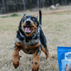 A dog in a field with a Best Bully Sticks Chews and Treats Value Grab Bag (1 lb).