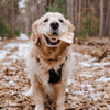 A golden retriever standing in the woods with a Best Bully Sticks Premium Thick-Cut Cow Ear (25 Pack) in its mouth.