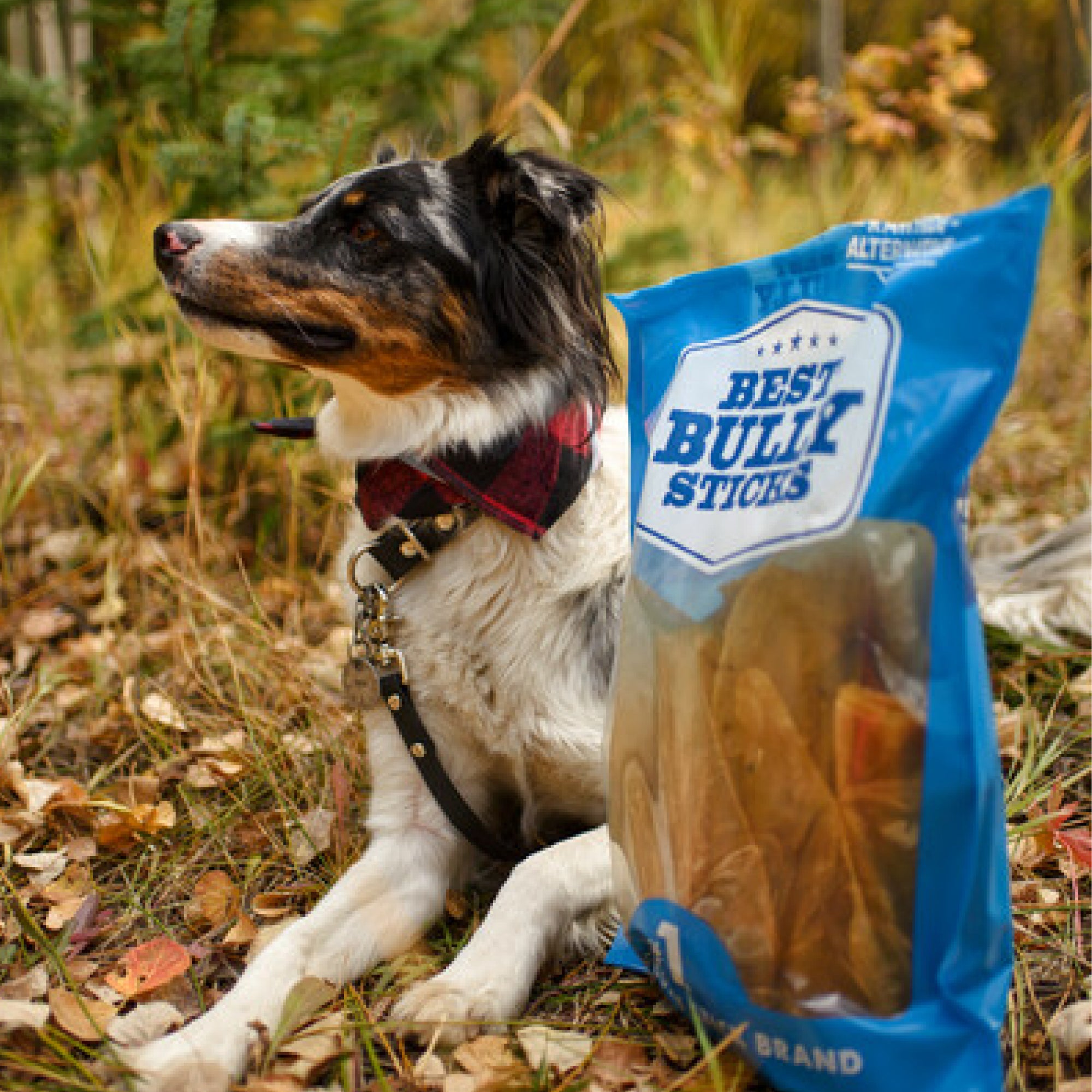 A dog sits next to a bag of Best Bully Sticks 100% All-Natural Cow Ears (20 Pack).