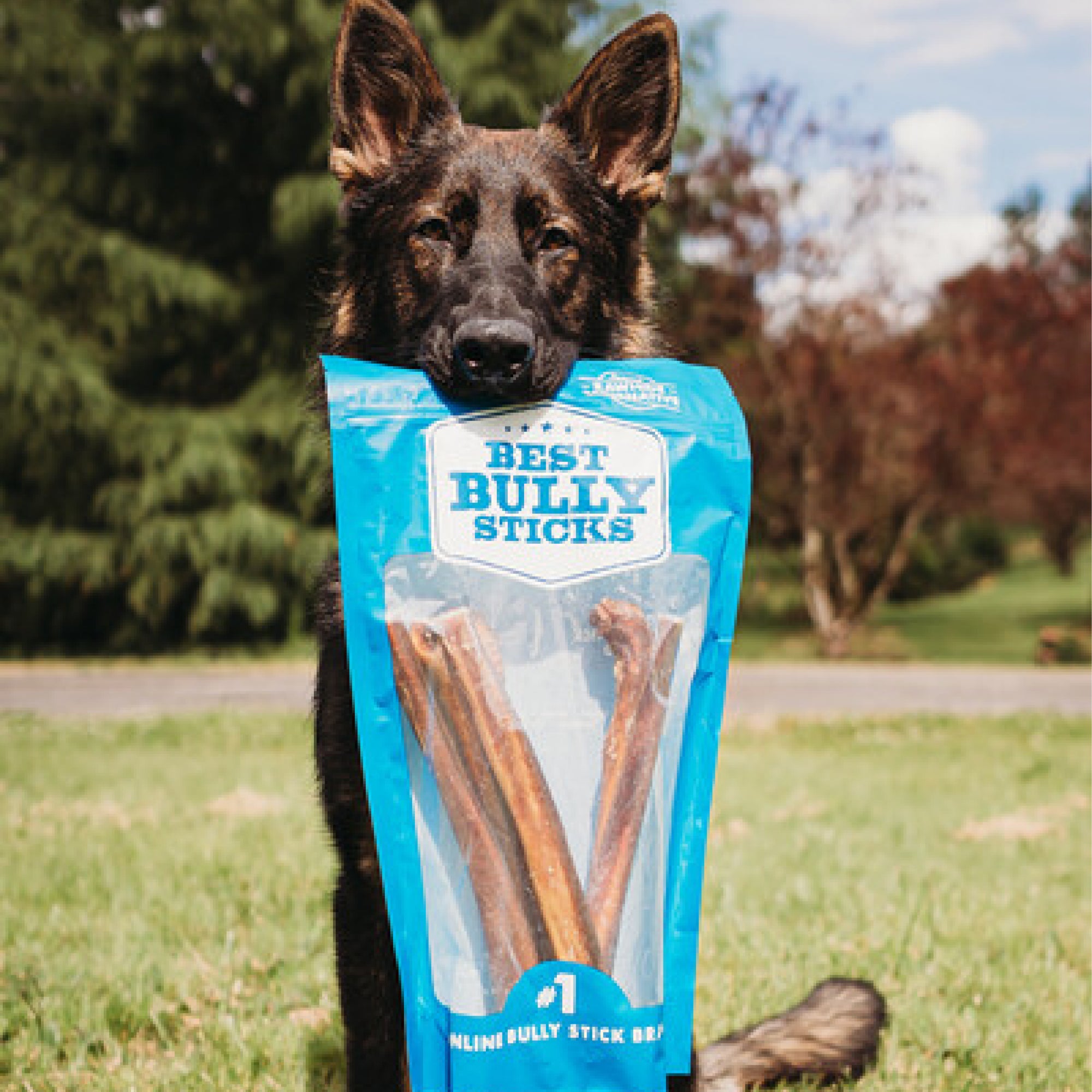 A dog holding a bag of Best Bully Sticks' 12-Inch Thick Bully Sticks.