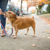 A woman is walking a dog on an All-Natural 4-5 Inch Braided Bully Sticks by Best Bully Sticks (1 Pound) leash.