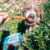A dog is eating a 12-Inch Jumbo Odor-Free Bully Stick from a bag of Best Bully Sticks dog food.
