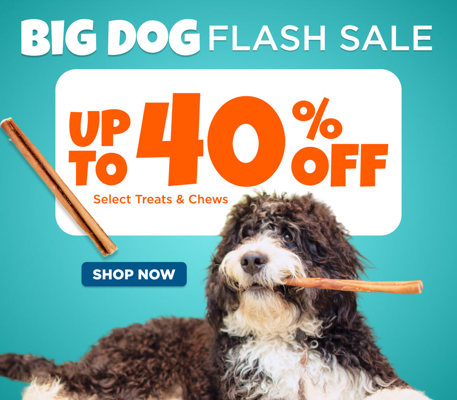 BIG DOG FLASH