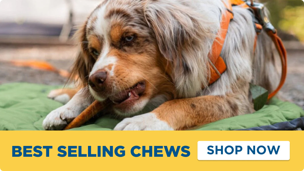 A close-up photo of a brown and white dog lying on a green blanket outdoors while chewing. A yellow banner at the bottom reads 'BEST SELLING CHEWS SHOP NOW'.